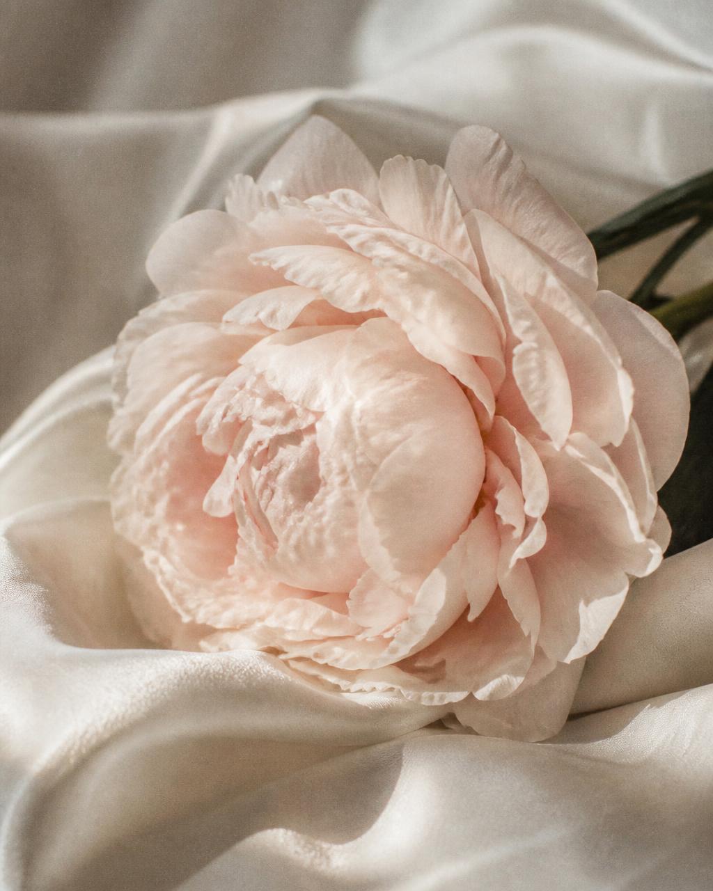 Pale blush peony resting on ivory silk